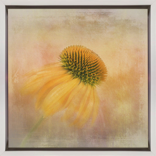 Echinacea in Yellow Wall Artwork In Black Floating Frame
