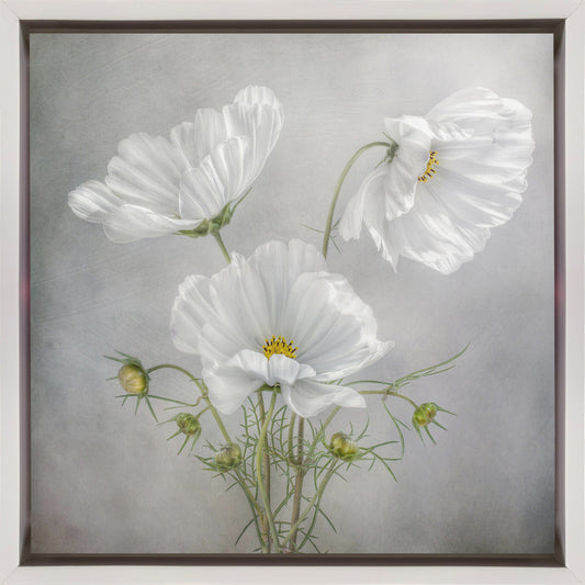 Cosmos Charm Irises Wall Artwork In Black Floating Frame