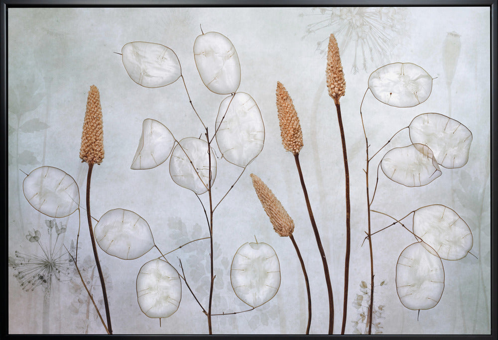  Lunaria Wall Artwork Gallery Wrapped (Ready to Hang)