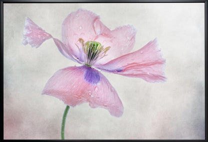  Pastel poppy Wall Artwork Gallery Wrapped (Ready to Hang)