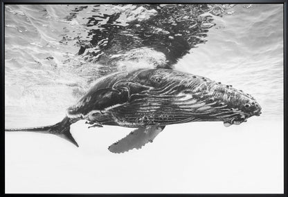  Humpback whale calf Wall Artwork Gallery Wrapped (Ready to Hang)