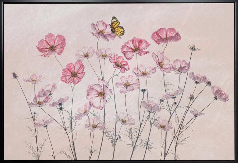  Cosmos and Butterfly Wall Artwork Gallery Wrapped (Ready to Hang)