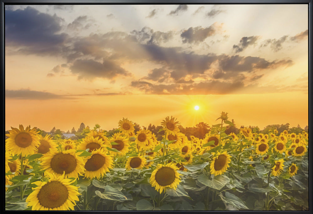  Sunflower field at sunset | Panoramic View Wall Artwork Gallery Wrapped (Ready to Hang)