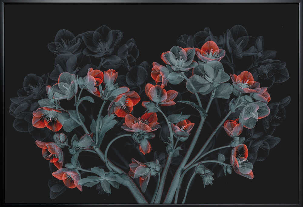 Wall art Beautiful Hellebores