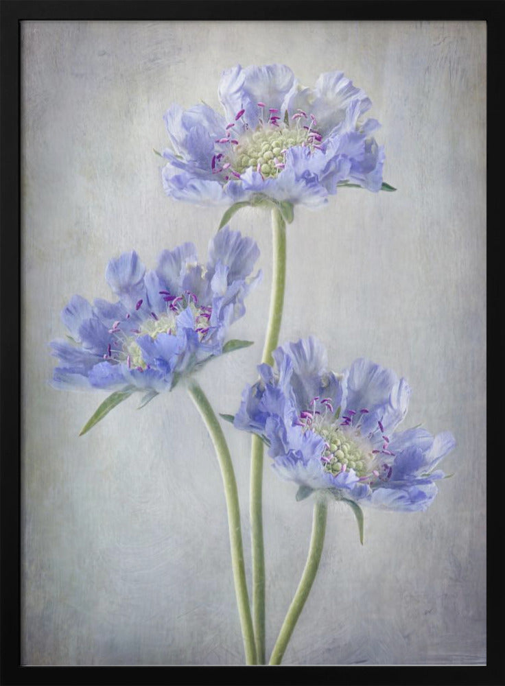  Scabiosa Wall Artwork Gallery Wrapped (Ready to Hang)