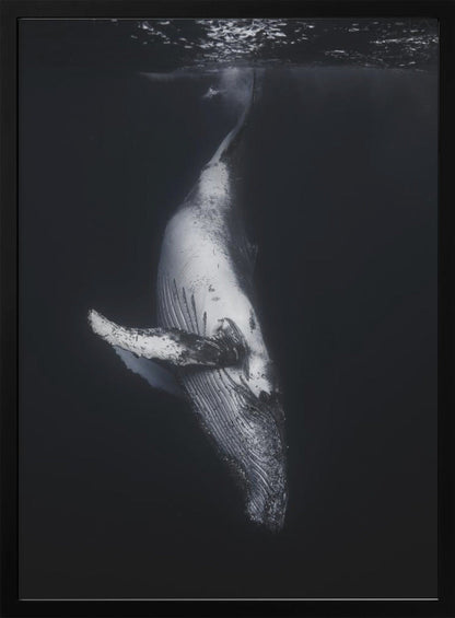  Black Whale Wall Artwork Gallery Wrapped (Ready to Hang)