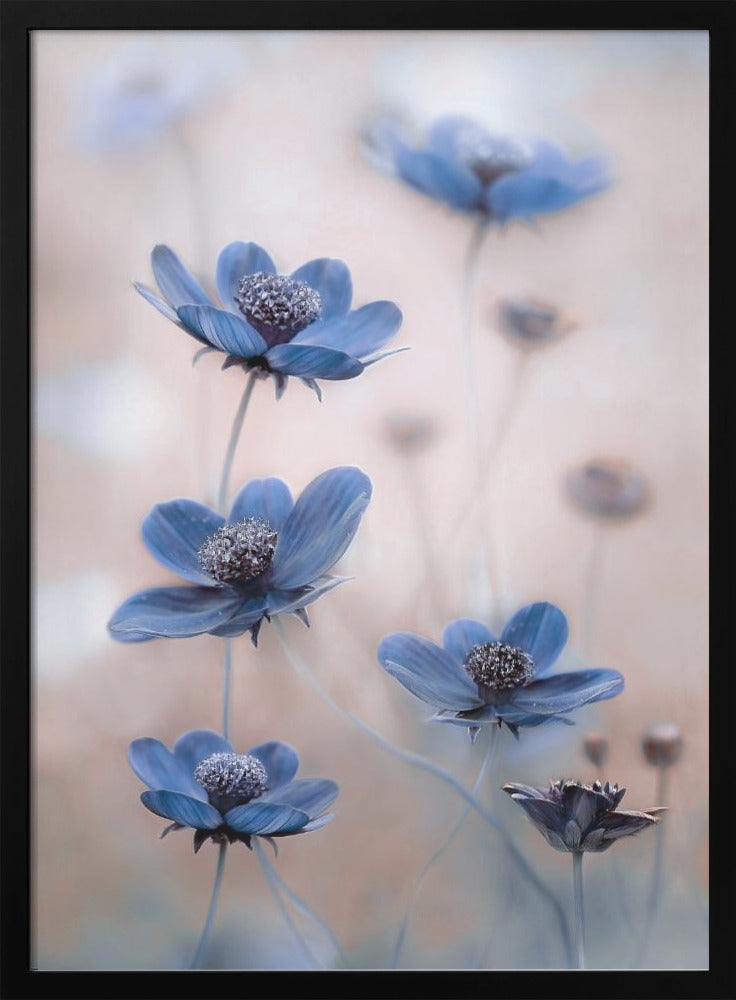  Cosmos blue Wall Artwork Gallery Wrapped (Ready to Hang)