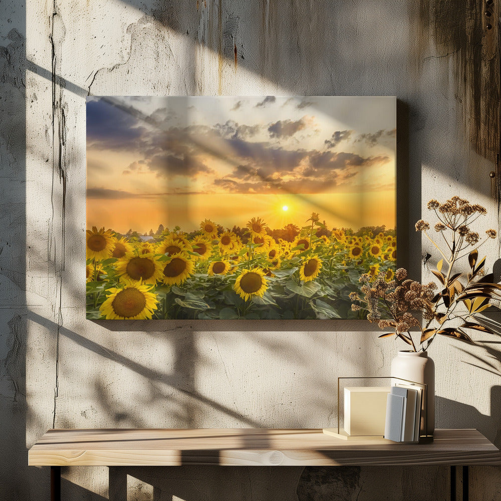  Sunflower field at sunset | Panoramic View Wall Artwork In White Floating Frame