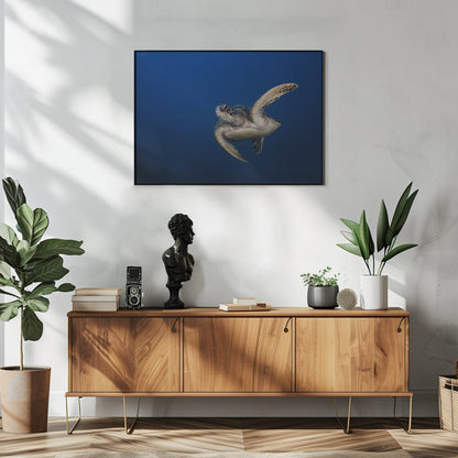 Wall art Green Turtle-48X36inches-In White Floating Frame