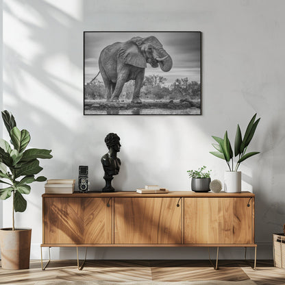 Artwork Standing Proud. Elephant48X36inches- White Frame