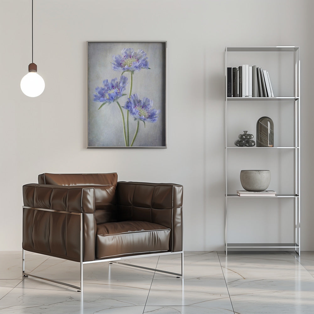  Scabiosa Wall Artwork 0