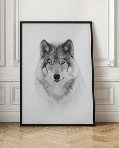  Portrait of a Timber Wolf Wall Artwork In Black Floating Frame