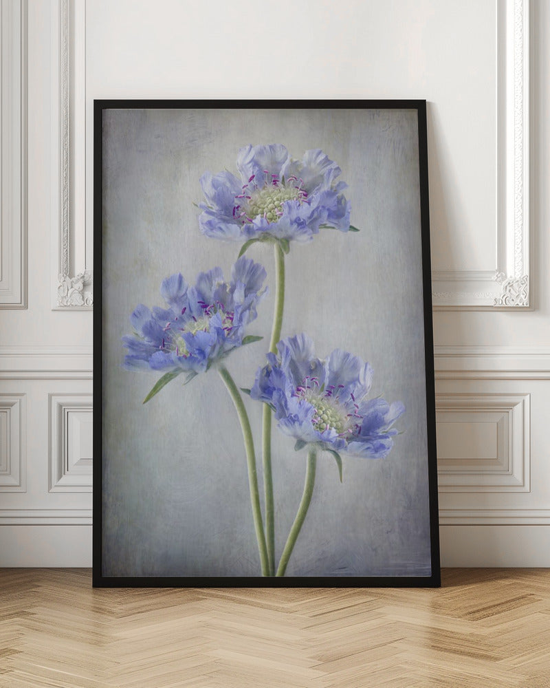 Scabiosa Wall Artwork In Black Floating Frame