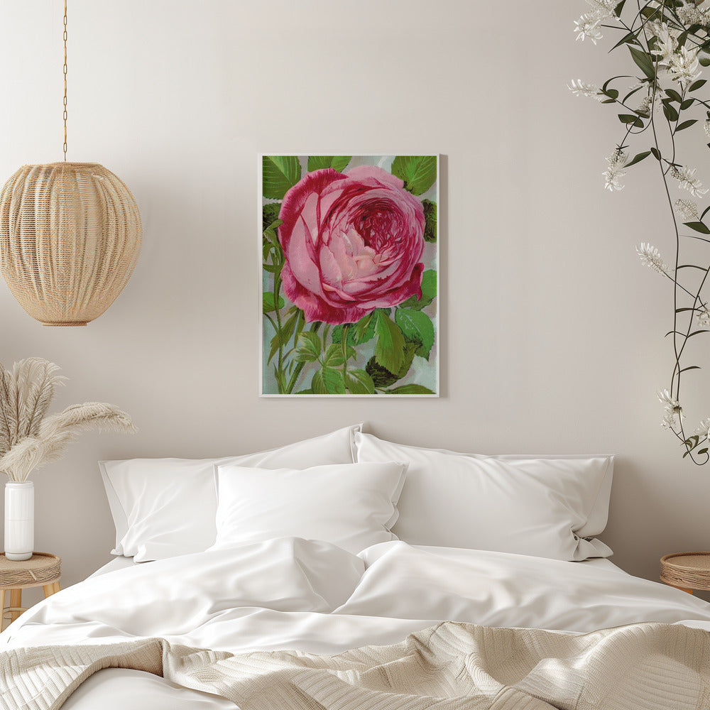  Pink Rose, Mrs John Laing Lithograph Wall Artwork 0