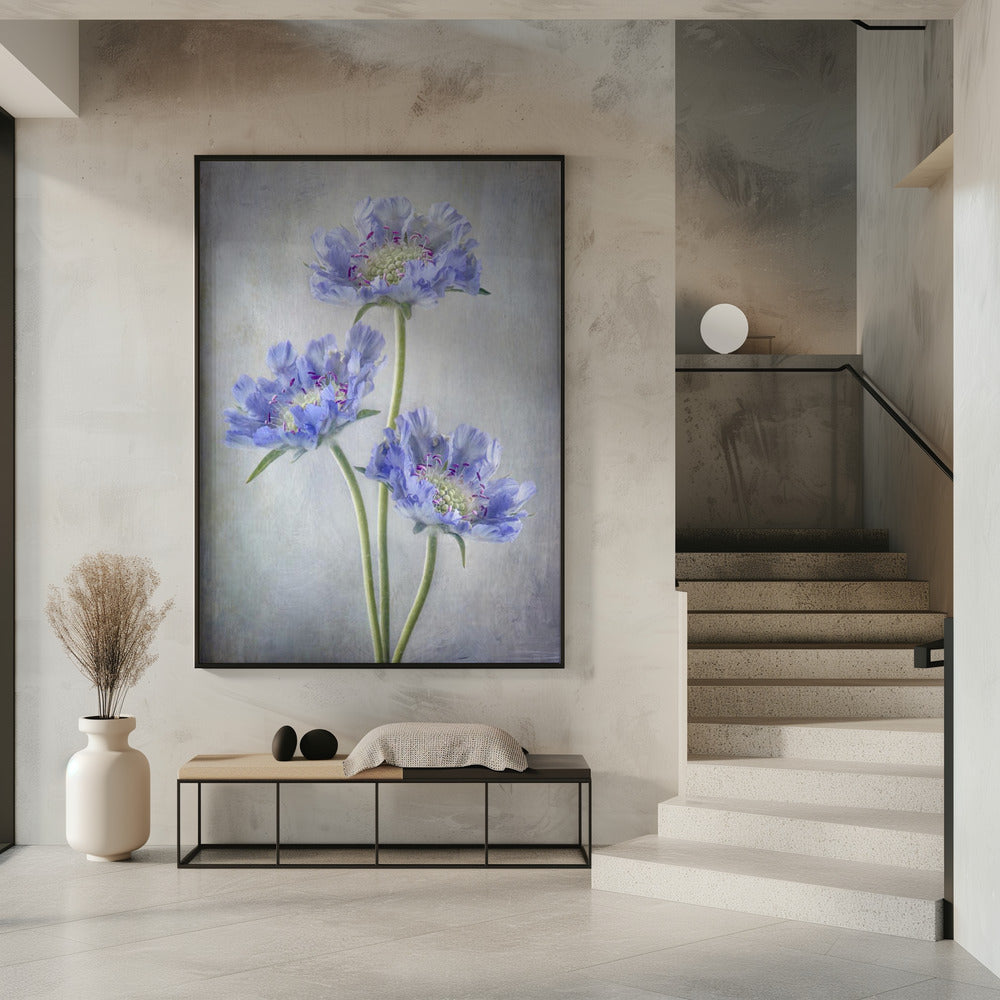  Scabiosa Wall Artwork 0