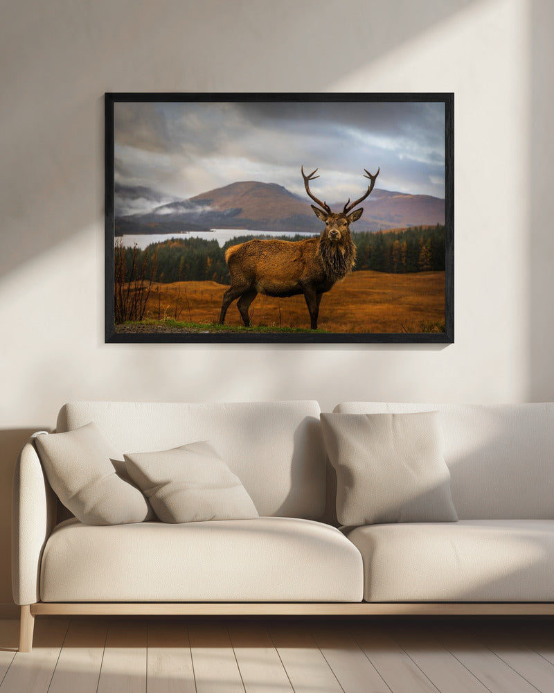  Scottish Stag Wall Artwork 0