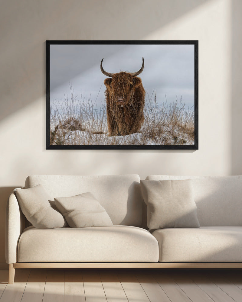  Highlander in Snow Wall Artwork 0