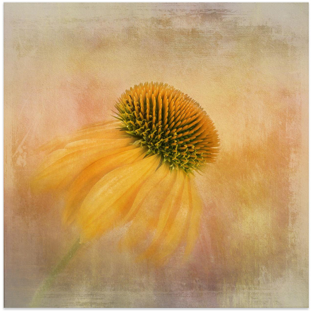  Echinacea in Yellow Wall Artwork In White Floating Frame