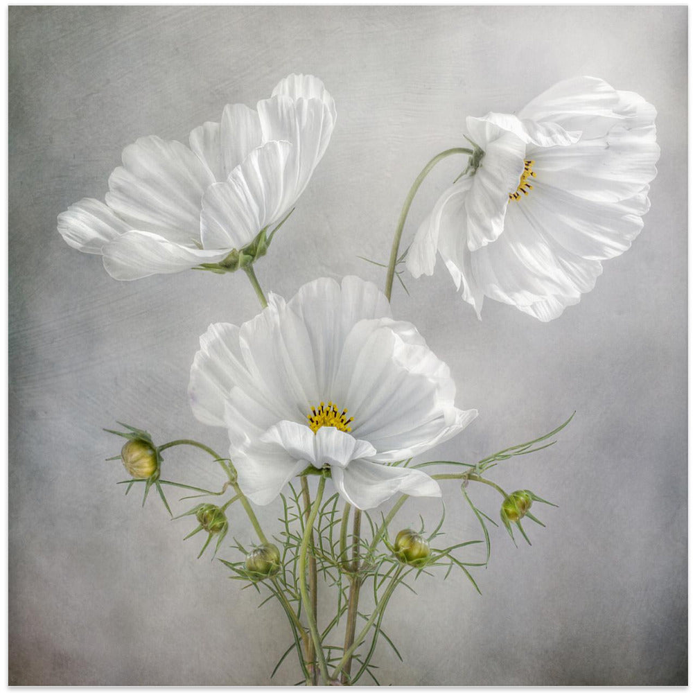  Cosmos Charm Irises Wall Artwork In White Floating Frame