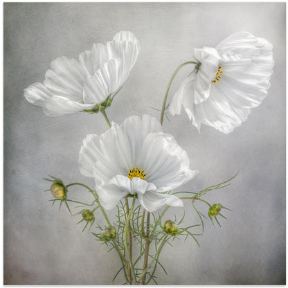  Cosmos Charm Irises Wall Artwork In White Floating Frame