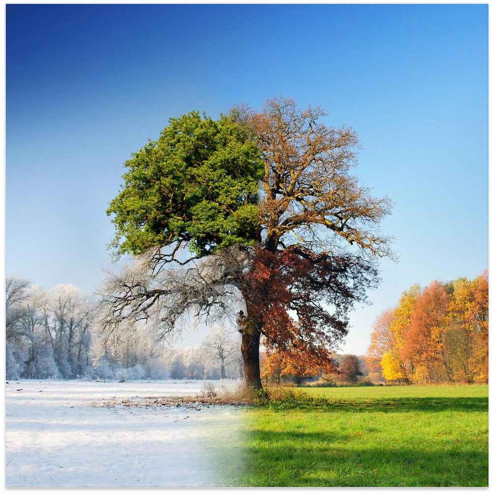  4 seasons Wall Artwork In White Floating Frame