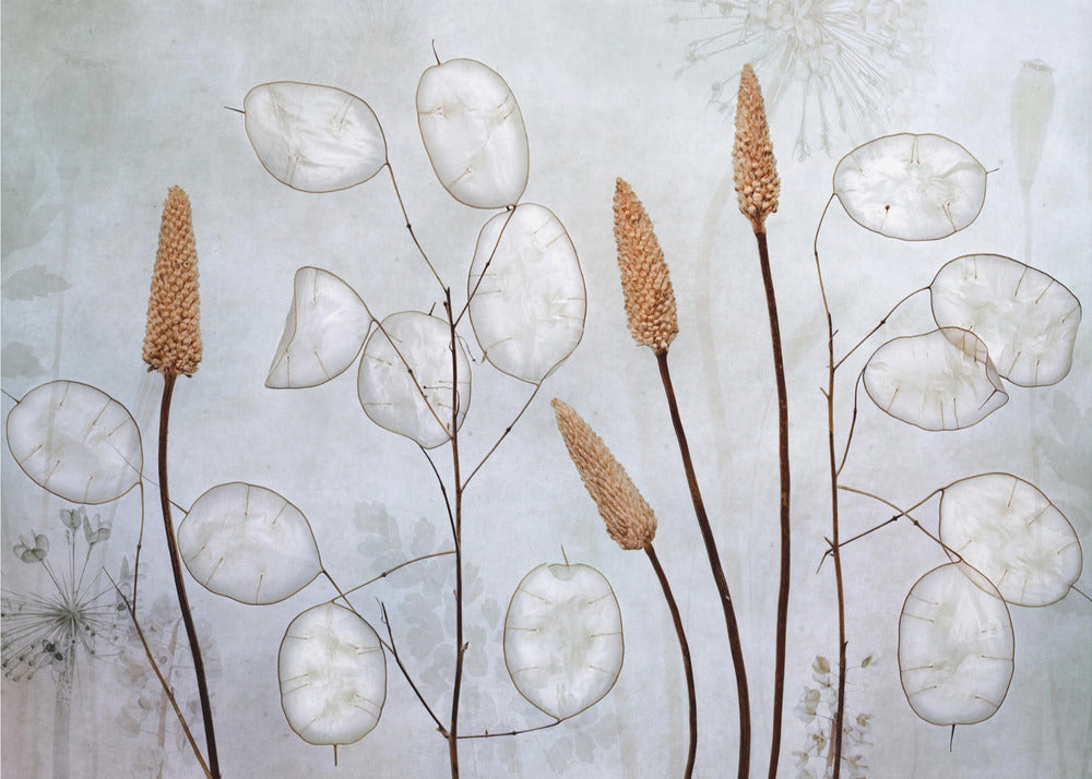  Lunaria Wall Artwork In Black Floating Frame