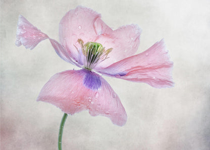  Pastel poppy Wall Artwork In Black Floating Frame