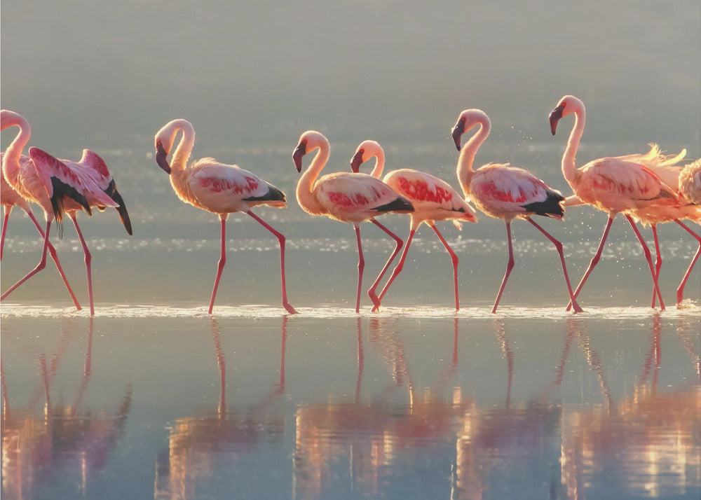  Flamingo Wall Artwork Gallery Wrapped (Ready to Hang)