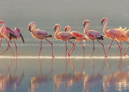  Flamingo Wall Artwork Gallery Wrapped (Ready to Hang)