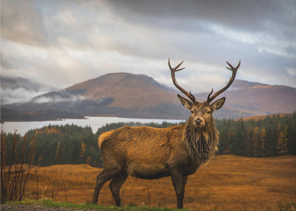  Scottish Stag Wall Artwork Gallery Wrapped (Ready to Hang)