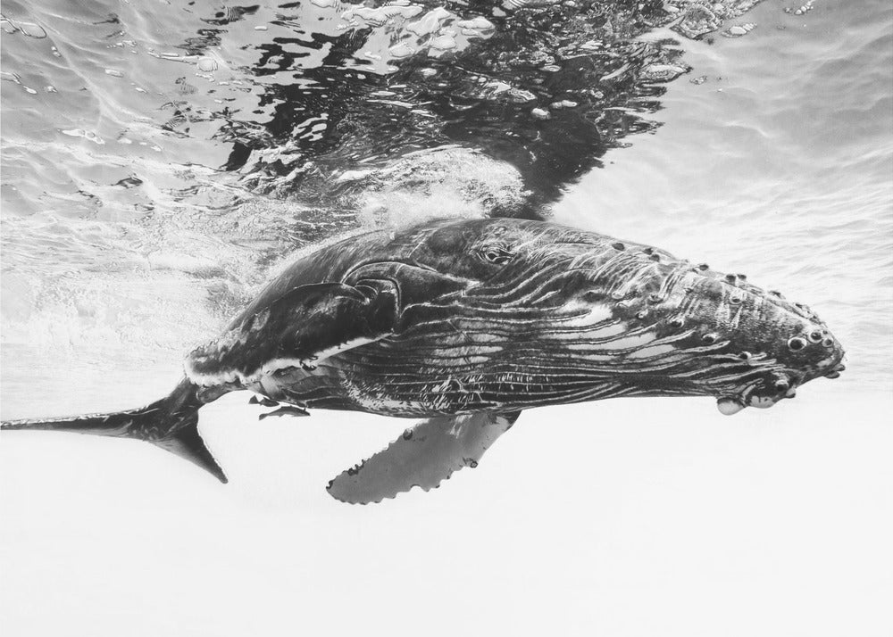  Humpback whale calf Wall Artwork In Black Floating Frame