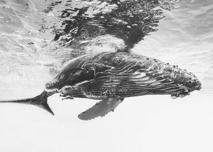  Humpback whale calf Wall Artwork In Black Floating Frame