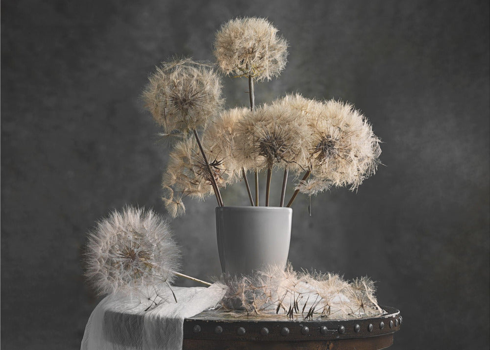  Dandelion Seed Pod Wall Artwork Gallery Wrapped (Ready to Hang)