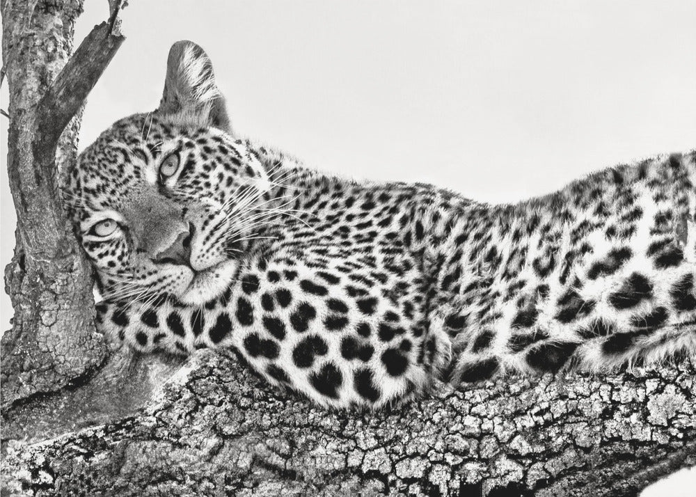  Time to rest Leopard Wall Artwork Gallery Wrapped (Ready to Hang)