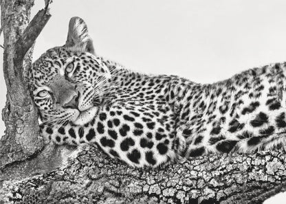 Time to rest Leopard Wall Artwork Gallery Wrapped (Ready to Hang)
