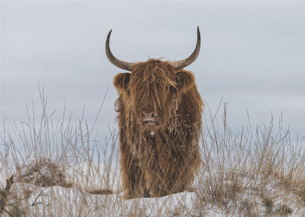  Highlander in Snow Wall Artwork Gallery Wrapped (Ready to Hang)