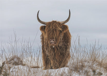  Highlander in Snow Wall Artwork Gallery Wrapped (Ready to Hang)