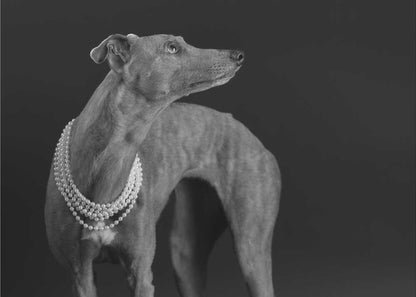 Wall art Whippet girl with the pearl necklace
