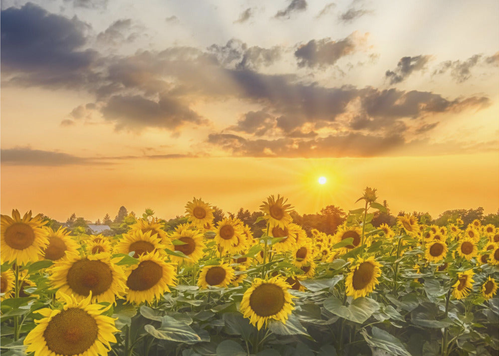  Sunflower field at sunset | Panoramic View Wall Artwork In Black Floating Frame