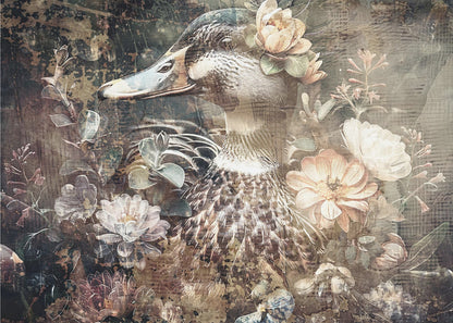  Duck Animal Vintage Art Illustration Wallart 06 Wall Artwork In Black Floating Frame