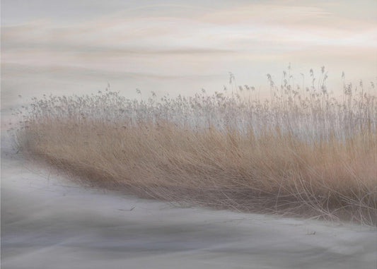 Artwork- Winter Reed-20X16inches-In Black Floating Frame