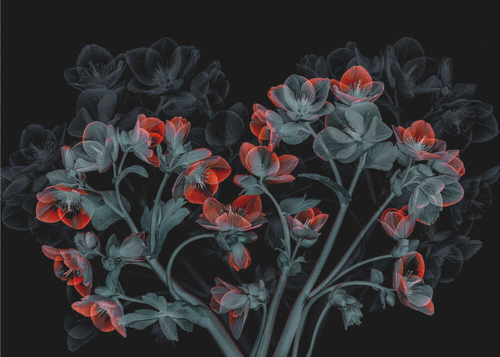 Wall art Beautiful Hellebores
