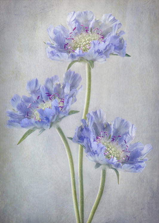  Scabiosa Wall Artwork In Black Floating Frame
