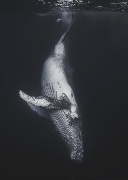  Black Whale Wall Artwork In Black Floating Frame