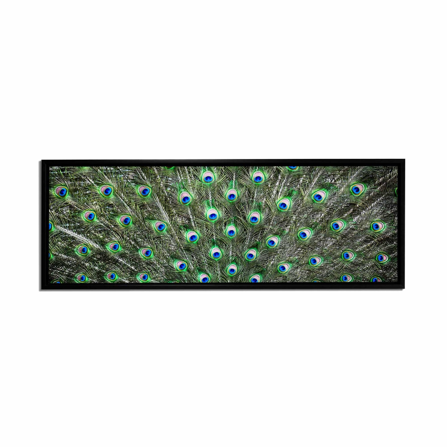 Large Canvas Wall art-Peacock Feathers-Nature Artwork